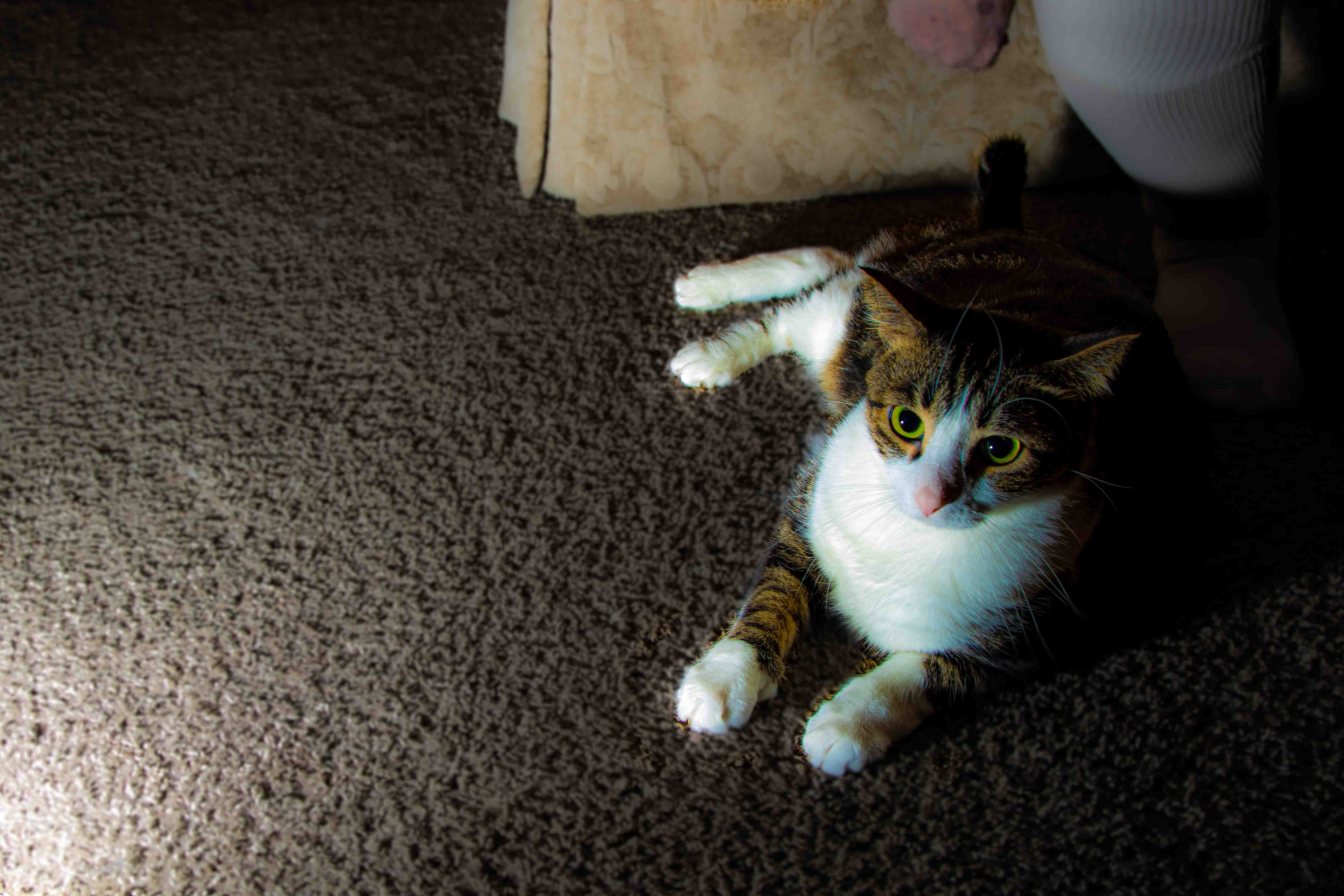 Tabby cat resting on carpet, gazing back over her shoulder